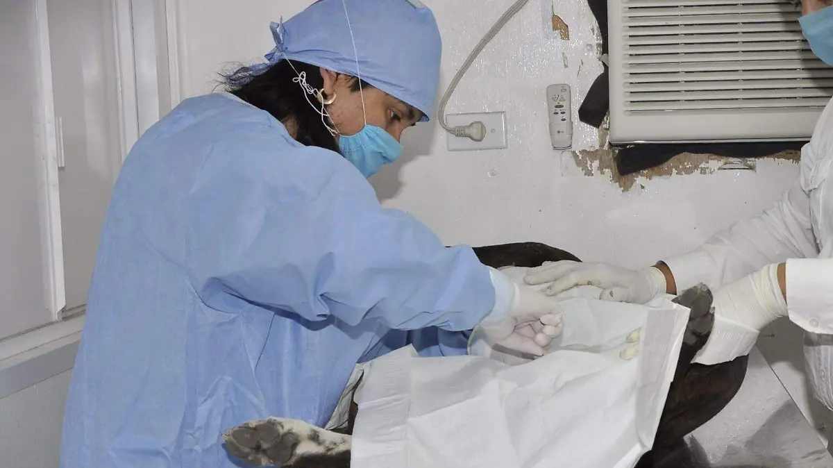 esterilizacion (2)